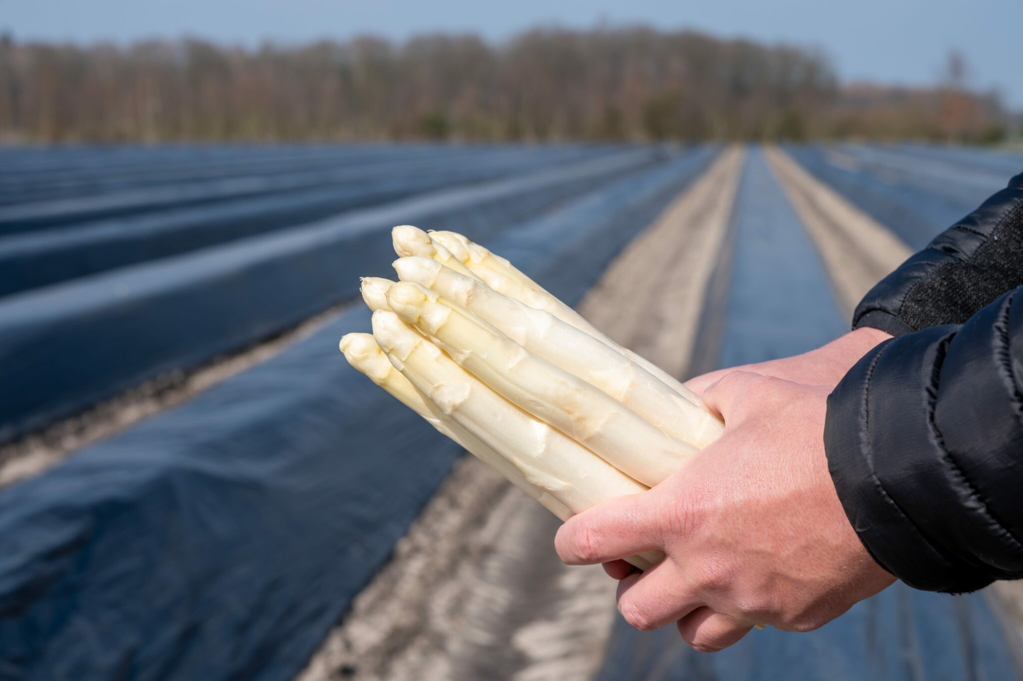 Spargel kaufen - WERNER – Frische, auf ganzer Linie.